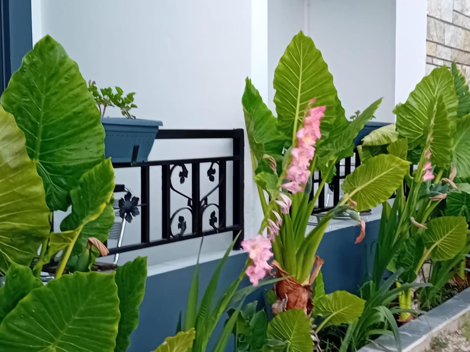 Villa Allkushi Sarandë Exteriör bild